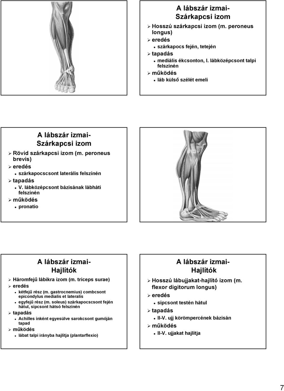 lábkl bközépcsont bázisb zisának lábhl bháti felszínén pronatio A lábszl Hajlítók Háromfejű lábikra izom (m. triceps surae) kétfejű rész (m.