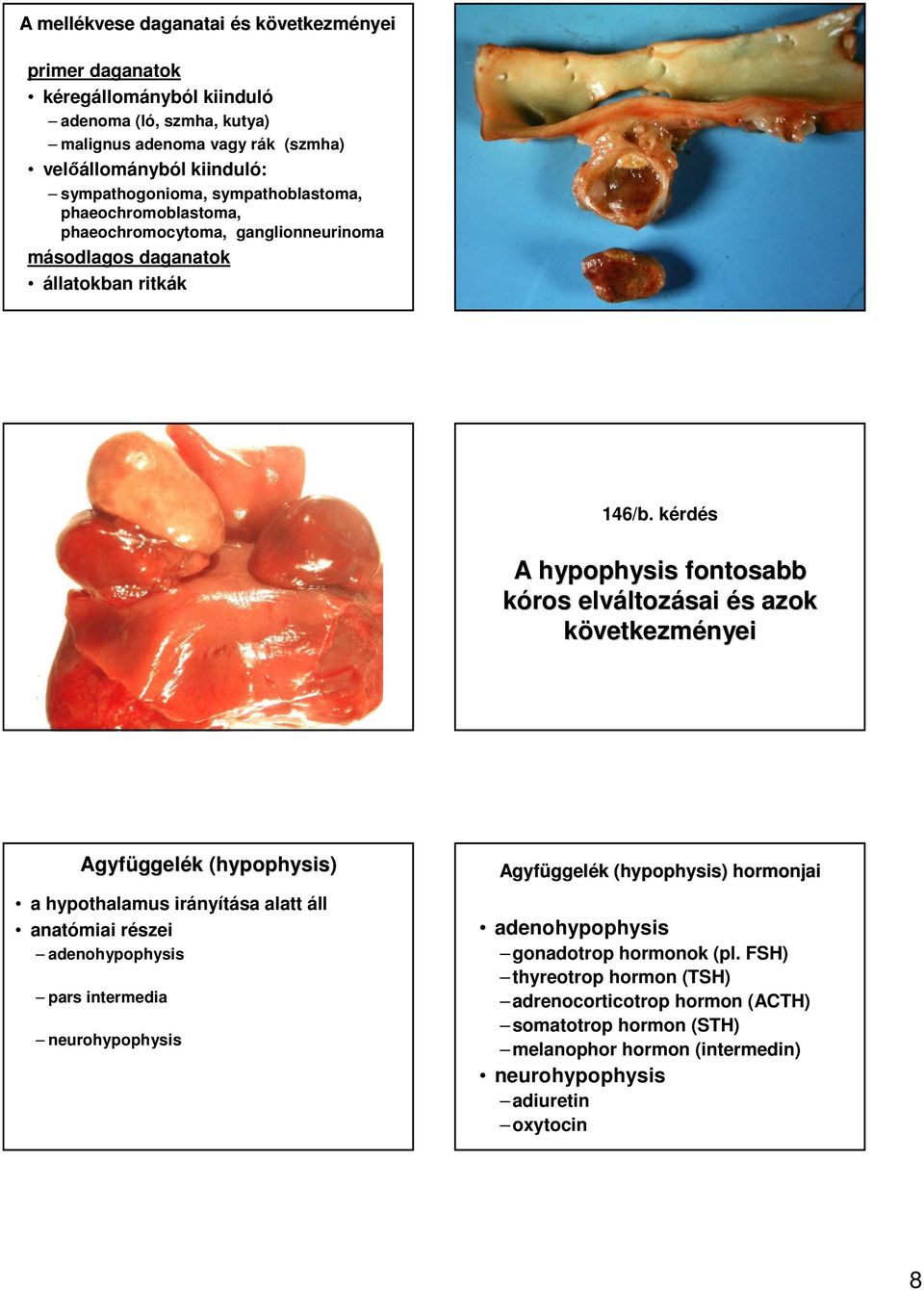 kérdés A hypophysis fontosabb kóros elváltoz ltozásai és s azok kö Agyfüggel ggelék k (hypophysis) a hypothalamus irányítása alatt áll anatómiai részei adenohypophysis pars intermedia