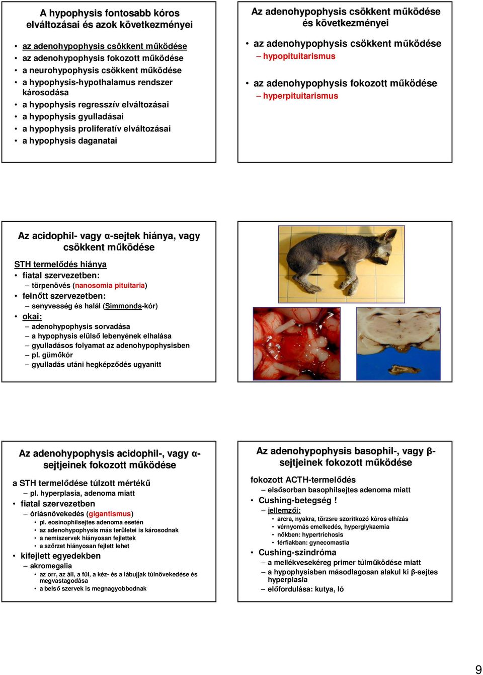 mőködése m és s következmk az adenohypophysis csökkent mőködése hypopituitarismus az adenohypophysis fokozott mőködése hyperpituitarismus Az acidophil- vagy α-sejtek hiánya, vagy csökkent mőködésem