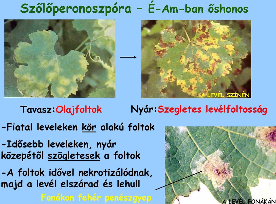 leveleken, nyár közepétől szögletesek a foltok -A foltok idővel