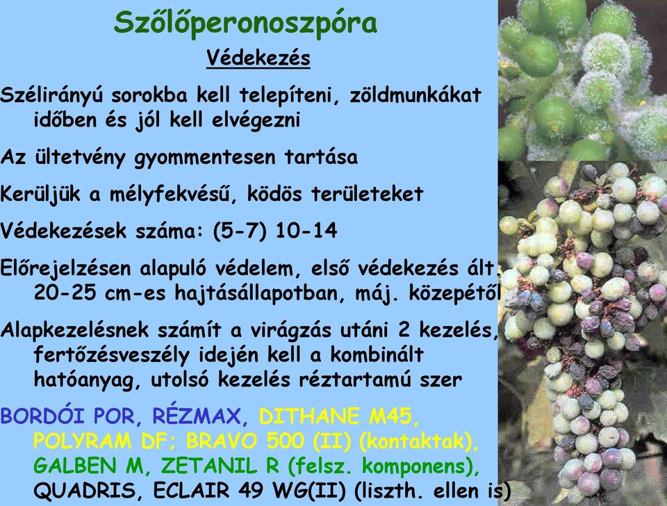 közepétől Alapkezelésnek számít a virágzás utáni 2 kezelés, fertőzésveszély idején kell a kombinált hatóanyag, utolsó kezelés réztartamú szer BORDÓI