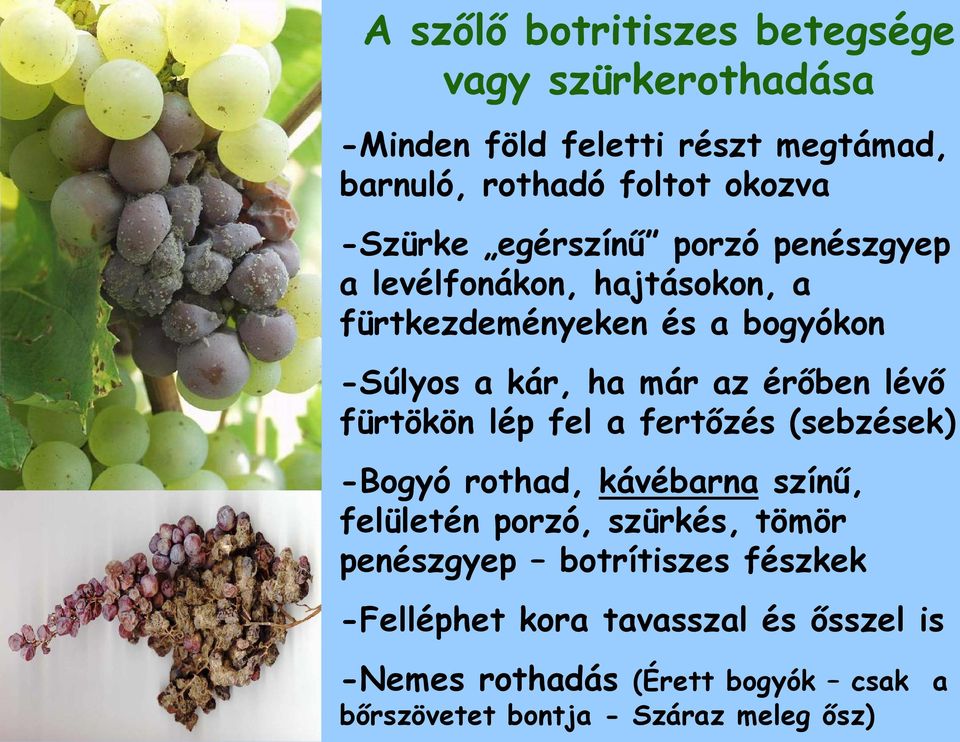 érőben lévő fürtökön lép fel a fertőzés (sebzések) -Bogyó rothad, kávébarna színű, felületén porzó, szürkés, tömör penészgyep