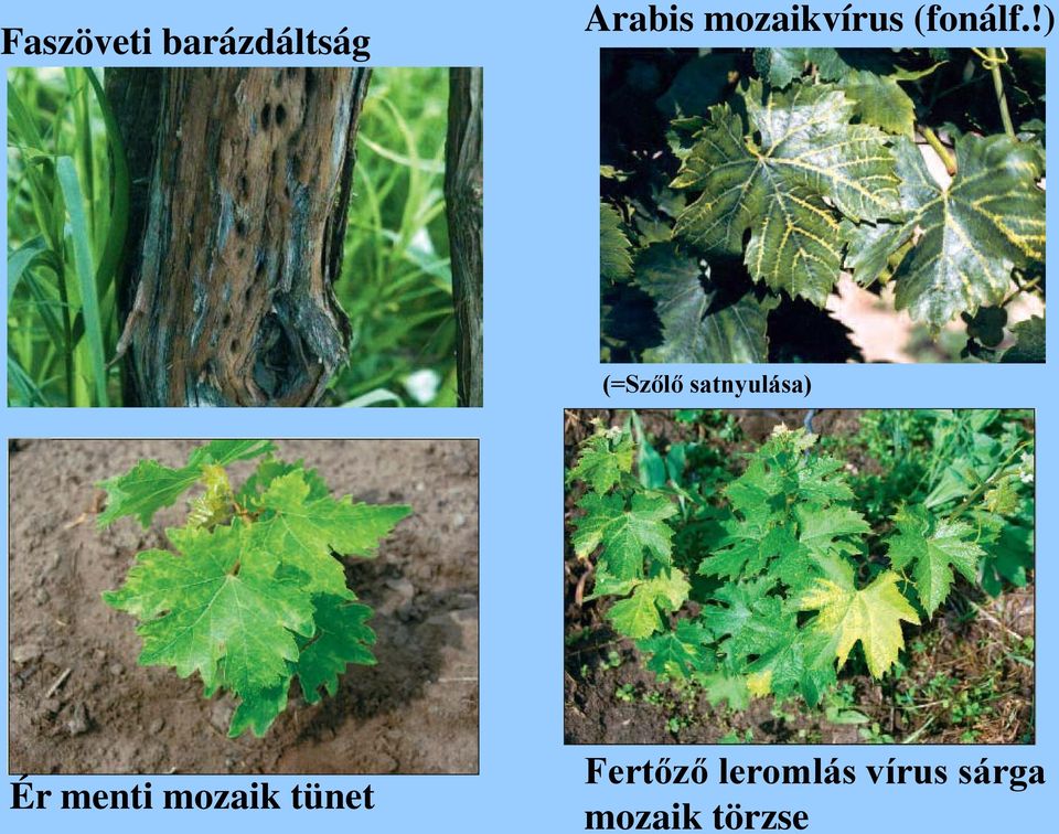 !) (=Szőlő satnyulása) Ér menti