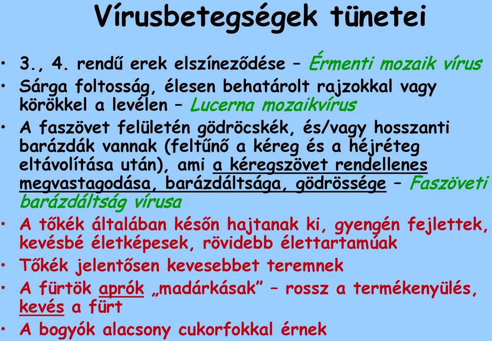 felületén gödröcskék, és/vagy hosszanti barázdák vannak (feltűnő a kéreg és a héjréteg eltávolítása után), ami a kéregszövet rendellenes megvastagodása,