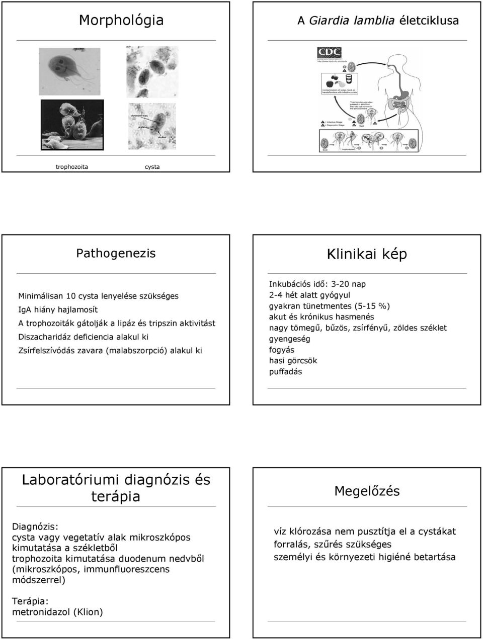 nagy tömegű, bűzös, zsírfényű, zöldes széklet gyengeség fogyás hasi görcsök puffadás Laboratóriumi diagnózis és terápia Megelőzés cysta vagy vegetatív alak mikroszkópos kimutatása a székletből