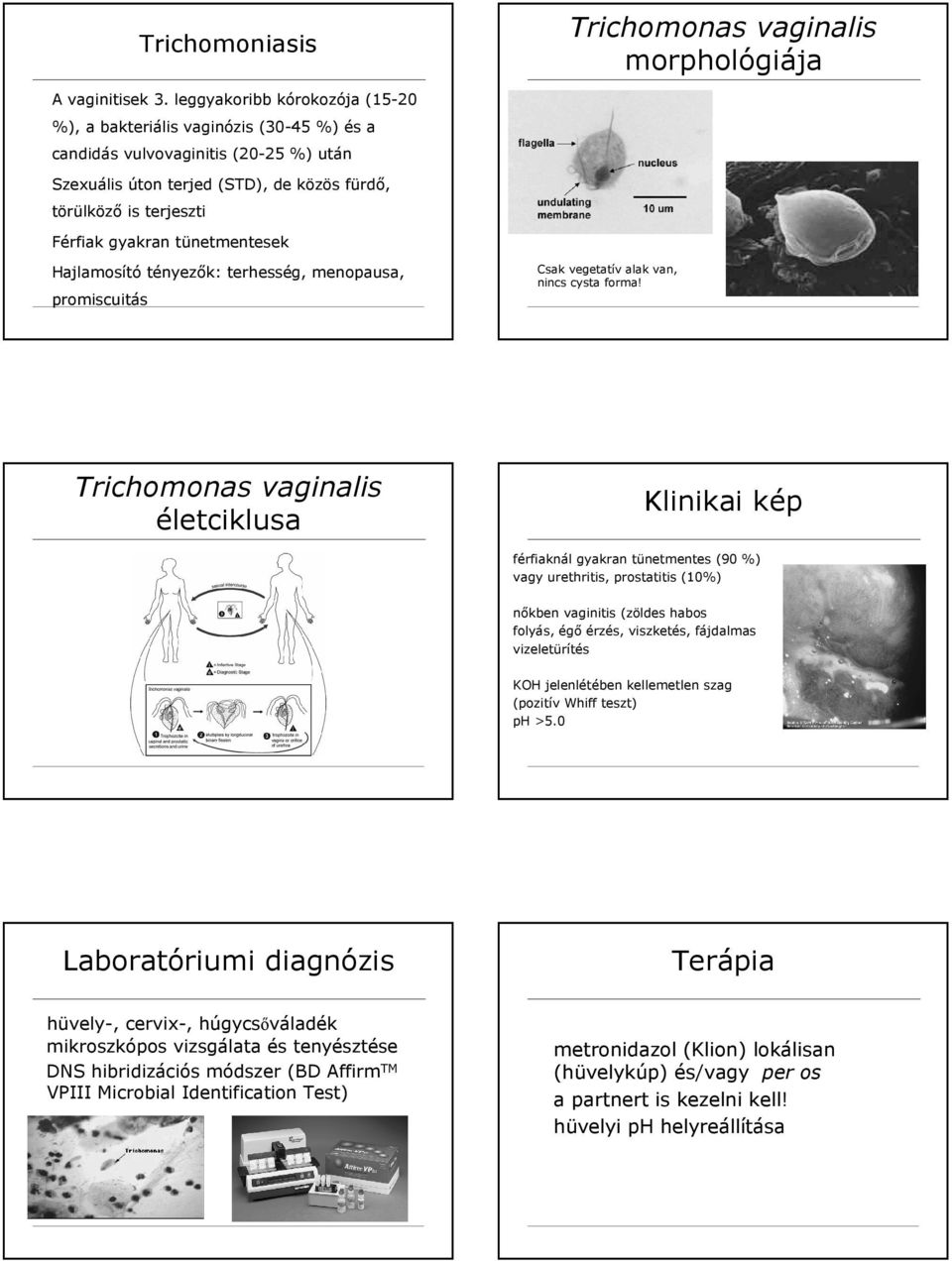 tünetmentesek Hajlamosító tényezők: terhesség, menopausa, promiscuitás Csak vegetatív alak van, nincs cysta forma!