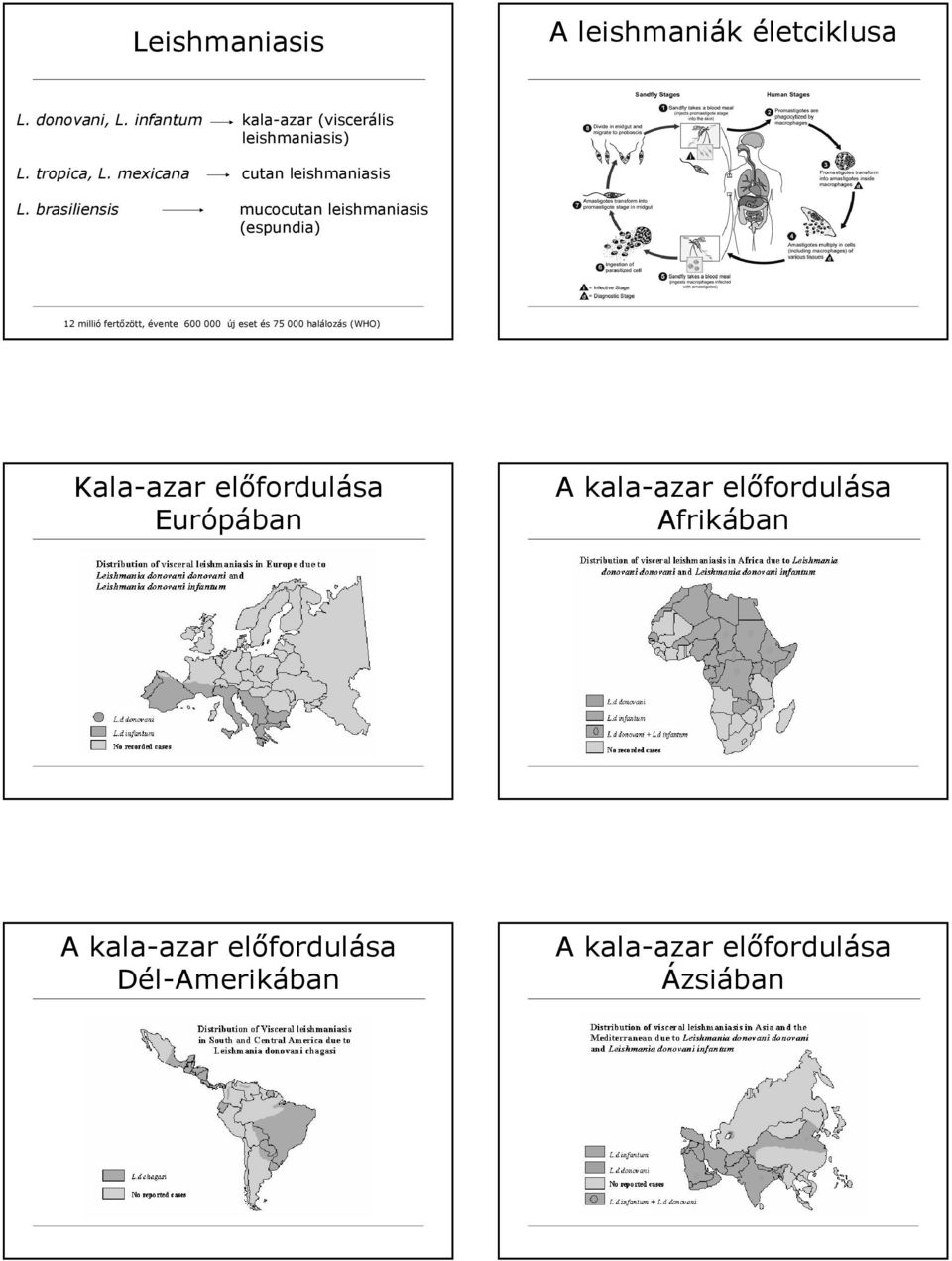 brasiliensis mucocutan leishmaniasis (espundia) 12 millió fertőzött, évente 600 000 új eset és 75 000
