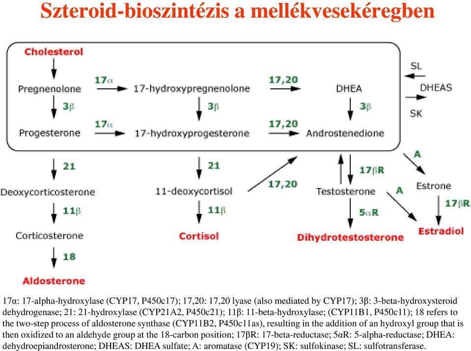 process of aldosterone synthase (CYP11B2, P450c11as), resulting in the addition of an hydroxyl group that is then oxidized to an aldehyde group at the