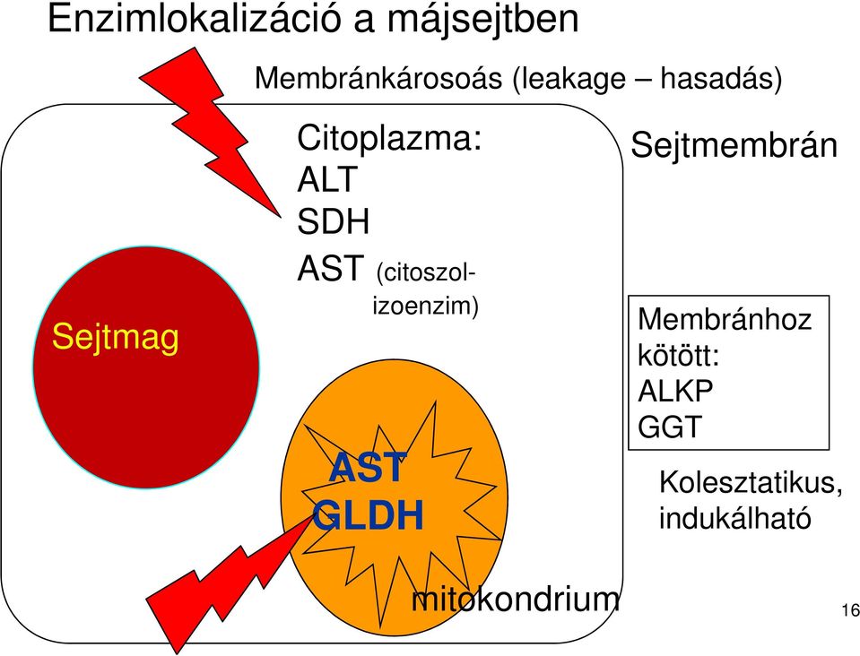 (citoszol- izoenzim) AST GLDH Sejtmembrán