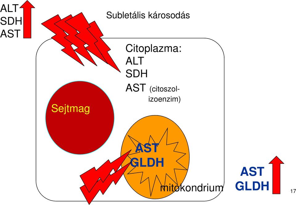 Citoplazma: ALT SDH AST