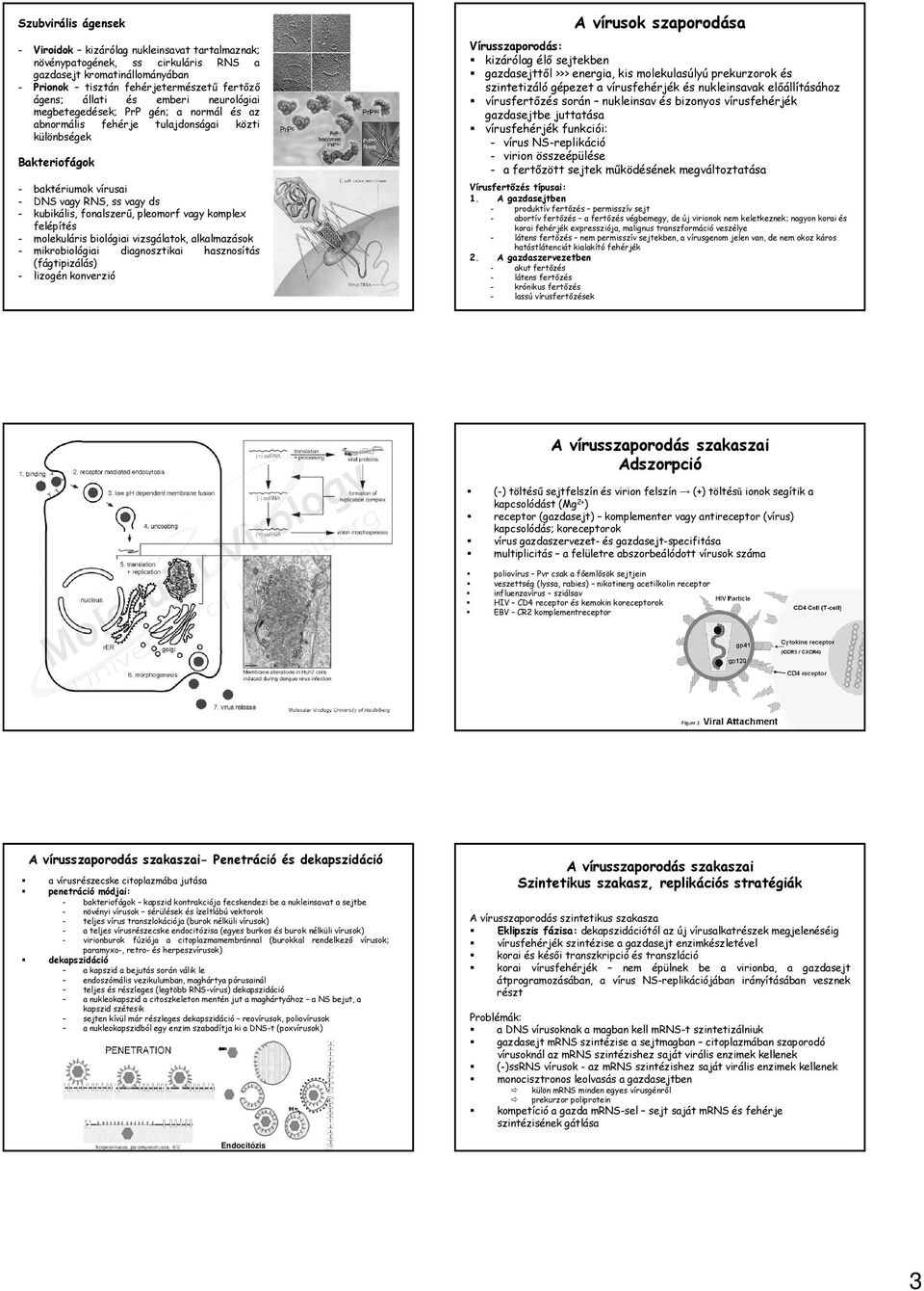 pleomorf vagy komplex felépítés - molekuláris biológiai vizsgálatok, alkalmazások - mikrobiológiai diagnosztikai hasznosítás (fágtipizálás) - lizogén konverzió A vírusok szaporodása Vírusszaporodás: