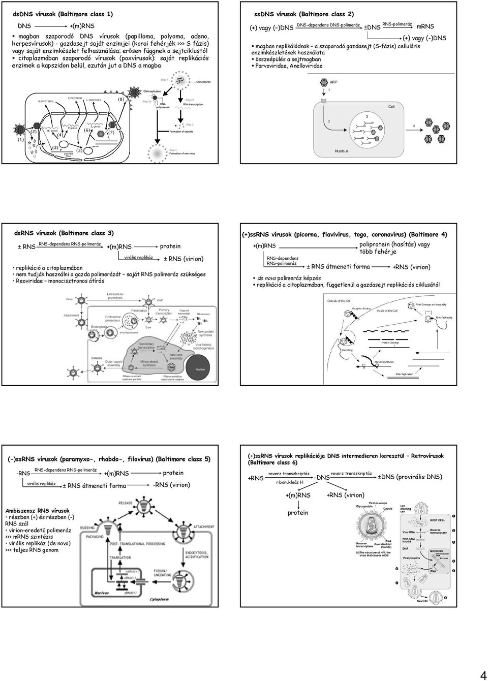 DNS-dependens DNS-polimeráz (+) vagy ( )DNS ±DNS RNS-polimeráz mrns (+) vagy (-)DNS magban replikálódnak a szaporodó gazdasejt (S-fázis) celluláris enzimkészletének használata összeépülés a