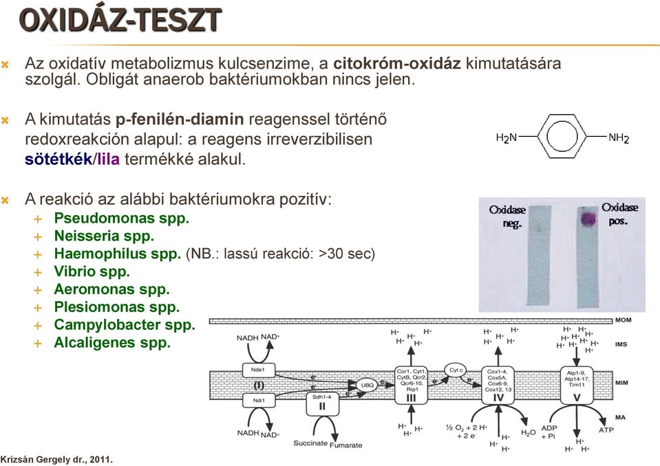 A kimutatás p-fenilén-diamin reagenssel történő redoxreakción alapul: a reagens irreverzibilisen sötétkék/lila