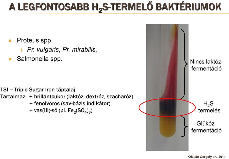 TSI = Triple Sugar Iron táptalaj Tartalmaz: + brillantcukor (laktóz, dextróz,