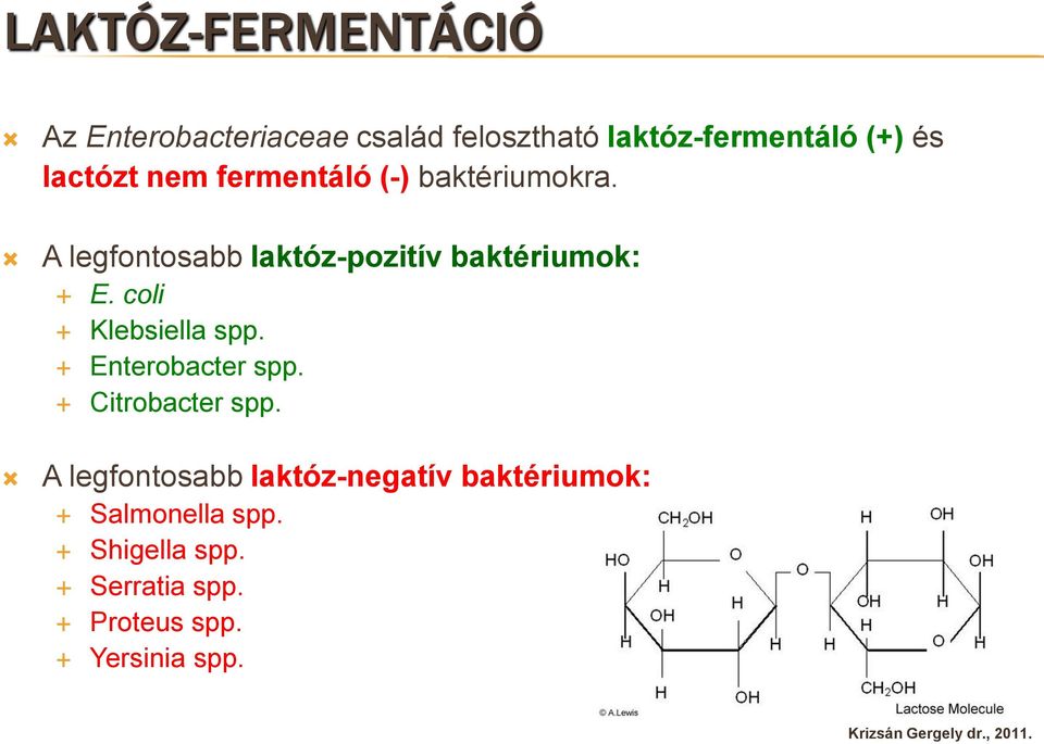 A legfontosabb laktóz-pozitív baktériumok: E. coli Klebsiella spp. Enterobacter spp.