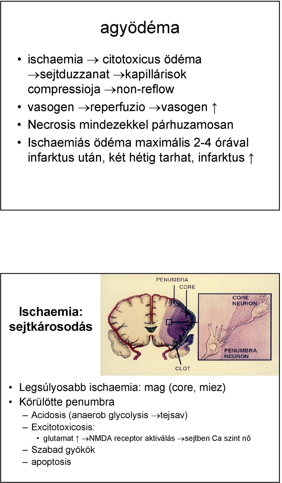 tarhat, infarktus Ischaemia: sejtkárosodás Legsúlyosabb ischaemia: mag (core, miez) Körülötte penumbra Acidosis