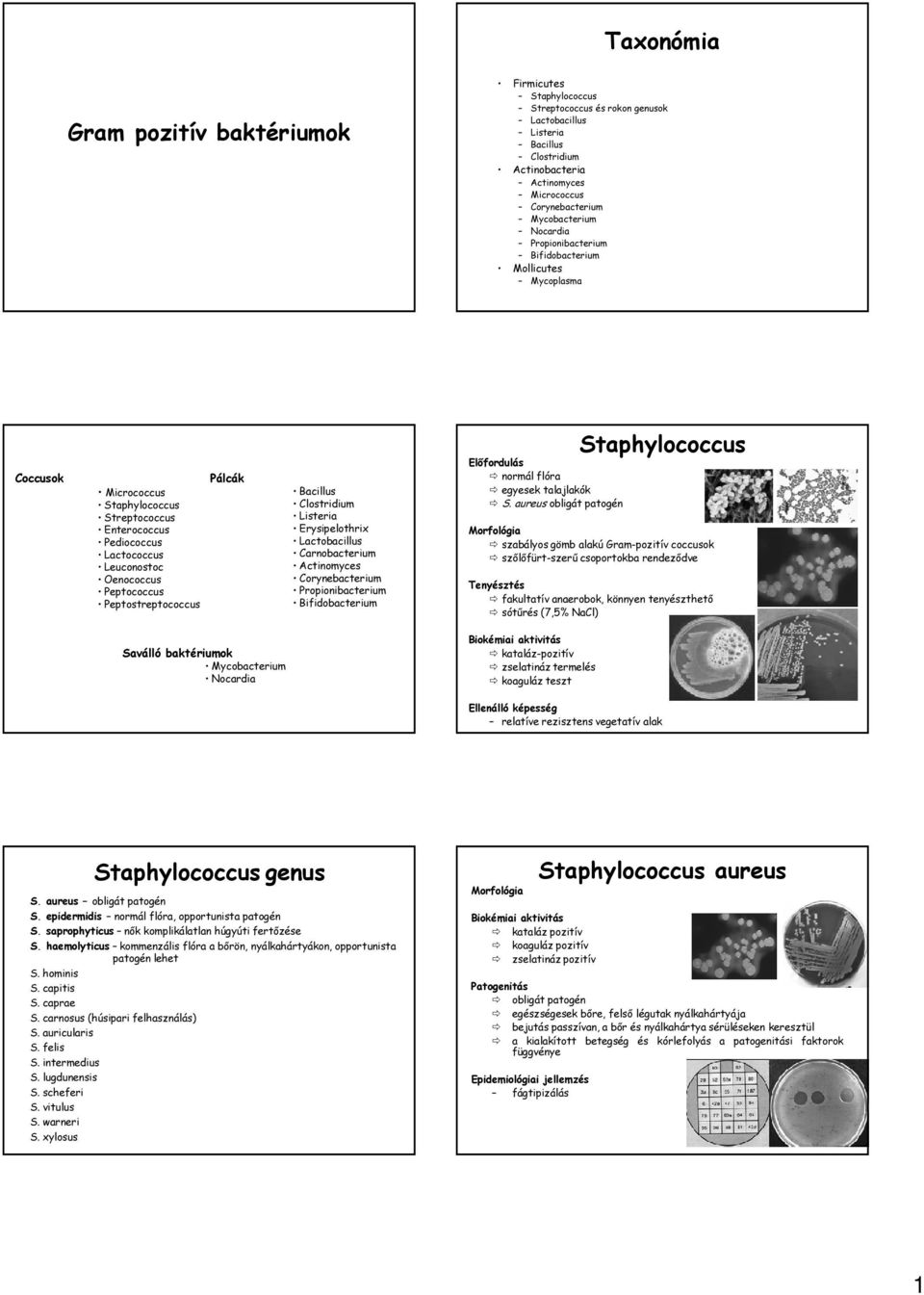 Peptococcus Peptostreptococcus Pálcák Bacillus Clostridium Listeria Erysipelothrix Lactobacillus Carnobacterium Actinomyces Corynebacterium Propionibacterium Bifidobacterium normál flóra egyesek