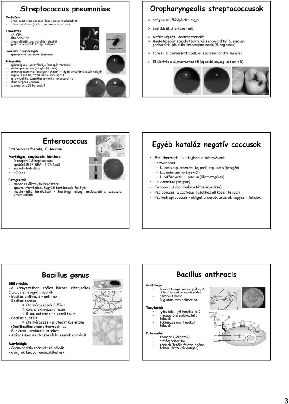 törzsek) légúti vírusfertőzések talaján - angina, sinusitis, otitis media, meningitis - osteomyelitis, szeptikus arthritis, endocarditis - ulcus serpens corneae - splenectomizált betegek!