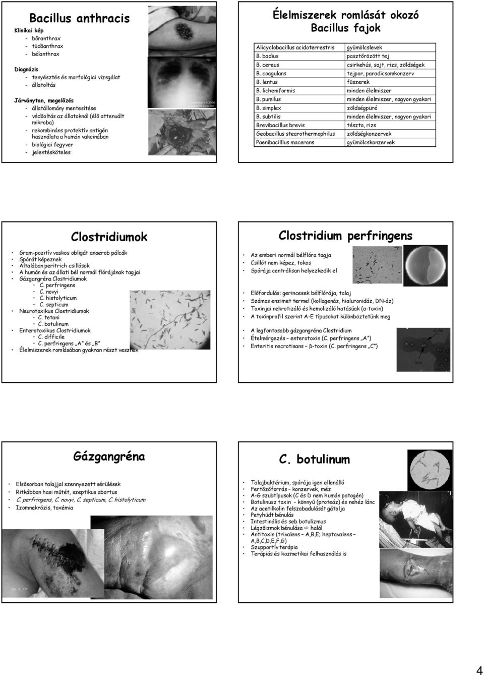 acidoterrestris gyümölcslevek B. badius pasztőrözött tej B. cereus csirkehús, sajt, rizs, zöldségek B. coagulans tejpor, paradicsomkonzerv B. lentus fűszerek B. licheniformis minden élelmiszer B.