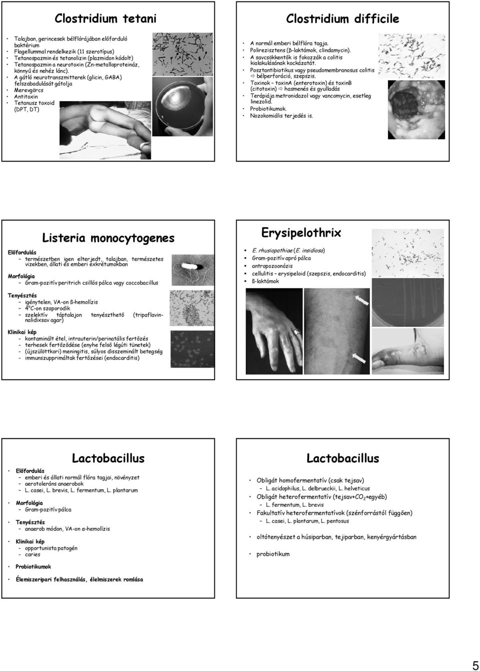 A gátló neurotranszmitterek (glicin, GABA) felszabadulását gátolja Merevgörcs Antitoxin Tetanusz toxoid (DPT, DT) A normál emberi bélflóra tagja. Polirezisztens (β-laktámok, clindamycin).