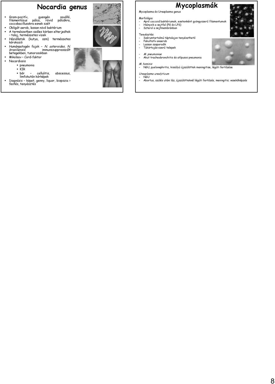 brasiliensis; immunszuppresszált betegekben, tumorosokban Mikolsav Cord-faktor Nocardiosis pneumonia KIR bőr cellulitis, abscessus, limfokután kórképek Diagnózis köpet, genny, liquor, biopszia >