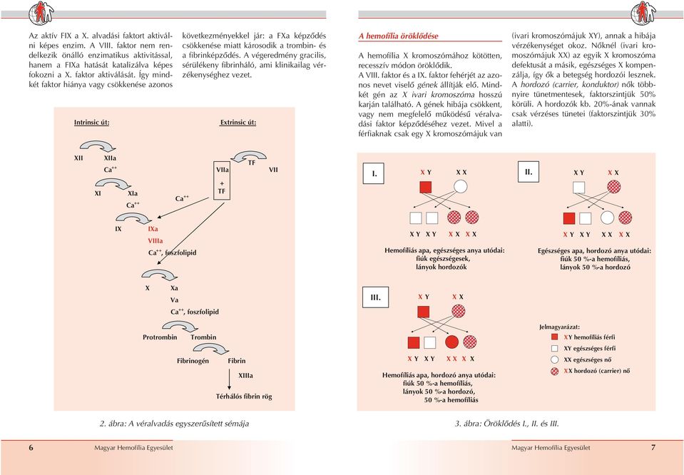 A végeredmény gracilis, sérülékeny fibrinháló, ami klinikailag vérzékenységhez vezet. Extrinsic út: A hemofília öröklôdése A hemofília X kromoszómához kötötten, recesszív módon öröklôdik. A VIII.