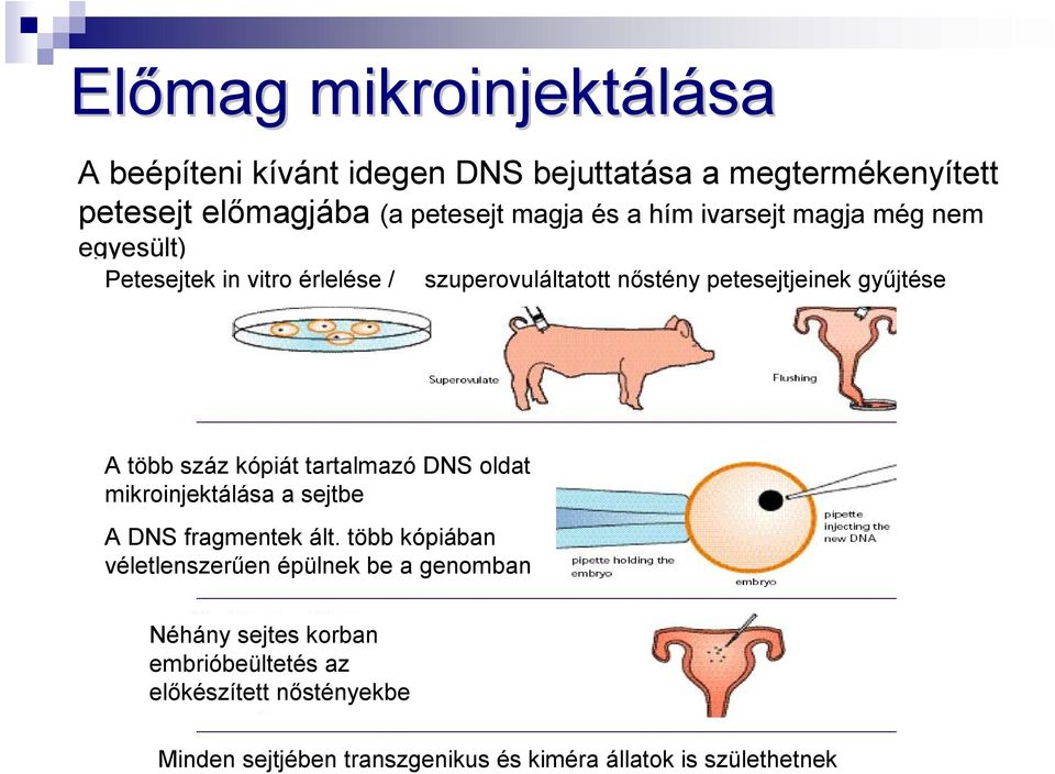 száz kópiát tartalmazó DNS oldat mikroinjektálása a sejtbe A DNS fragmentek ált.