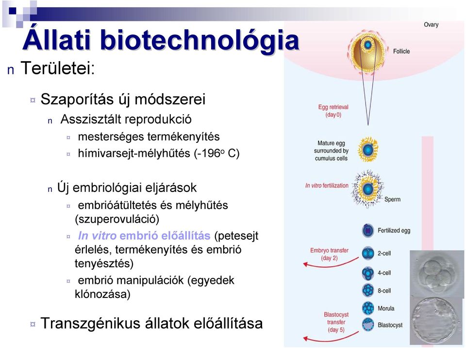 embrióátültetés és mélyhűtés (szuperovuláció) In vitro embrió előállítás (petesejt érlelés,