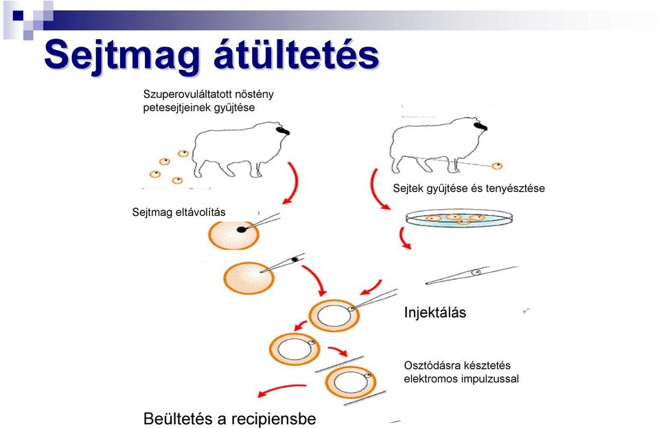 tenyésztése Sejtmag eltávolítás Injektálás