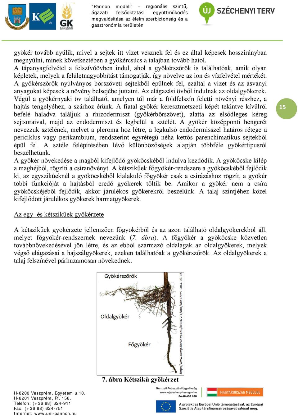 A gyökérszőrök nyúlványos bőrszöveti sejtekből épülnek fel, ezáltal a vizet és az ásványi anyagokat képesek a növény belsejébe juttatni. Az elágazási övből indulnak az oldalgyökerek.