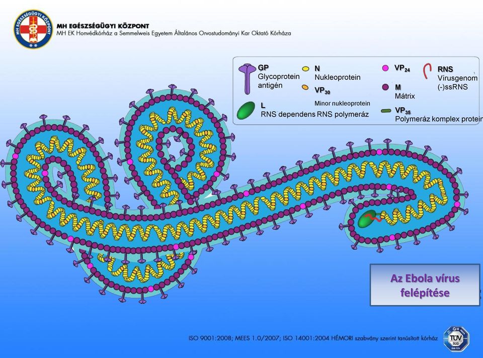 VP 24 M Mátrix RNS Vírusgenom (-)ssrns VP 35