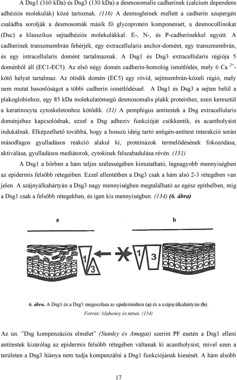 P-cadherinekkel együtt. A cadherinek transzmembrán fehérjék, egy extracellularis anchor-domént, egy transzmembrán, és egy intracellularis domént tartalmaznak.