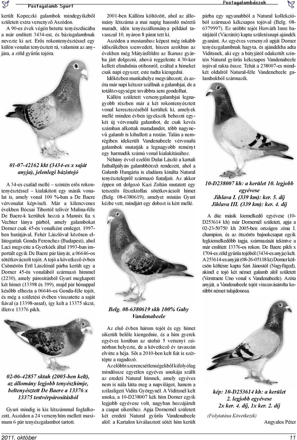 01-07-42162 kkt (3434-es x saját anyja), jelenlegi bázistojó A 34-es család mellé szintén erős rokontenyésztéssel kialakított egy másik vonalat is, amely vonal 100 %-ban a De Baere vérvonalat