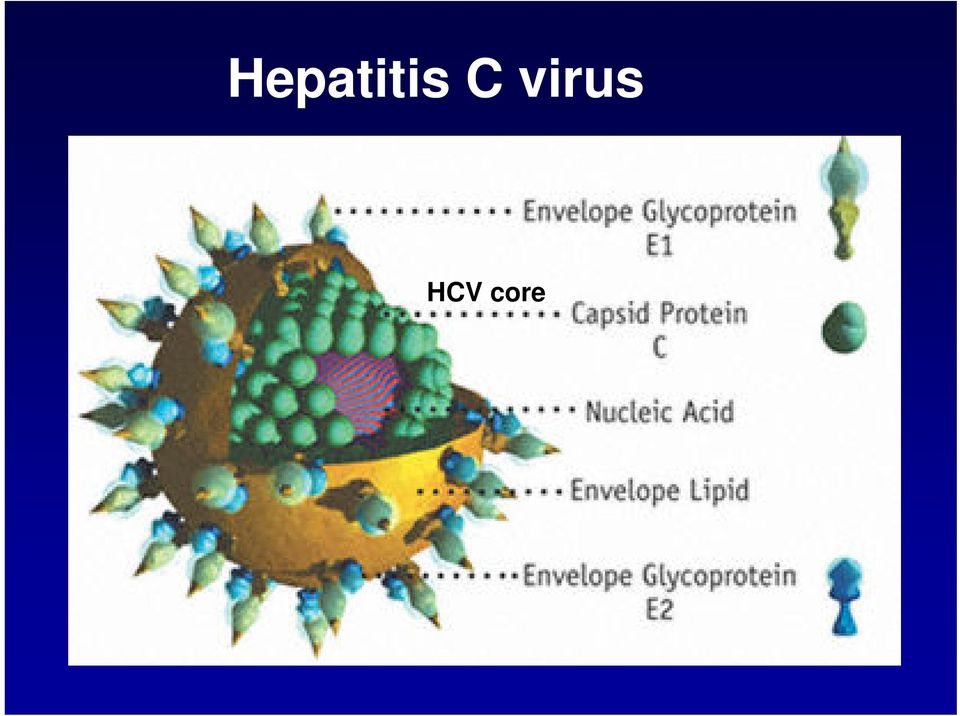HCV core