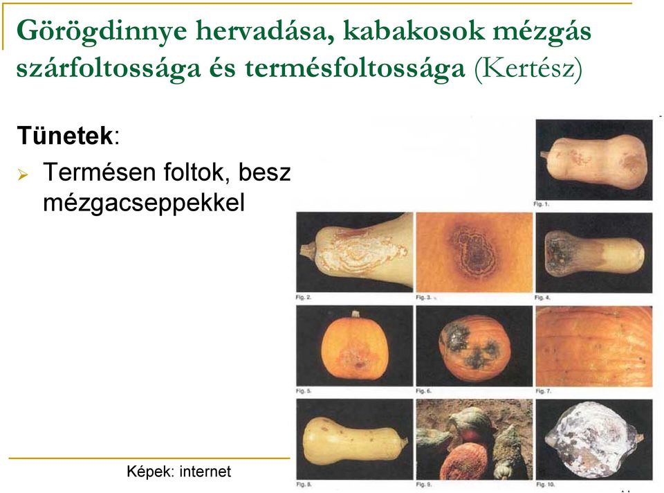 termésfoltossága (Kertész)