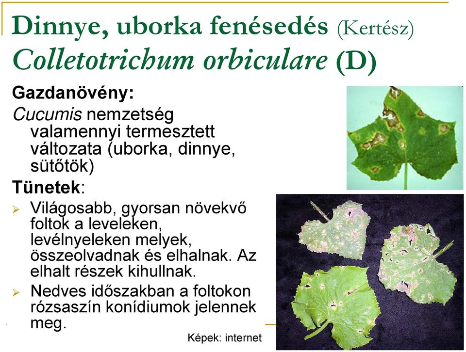 gyorsan növekvő foltok a leveleken, levélnyeleken melyek, összeolvadnak és elhalnak.