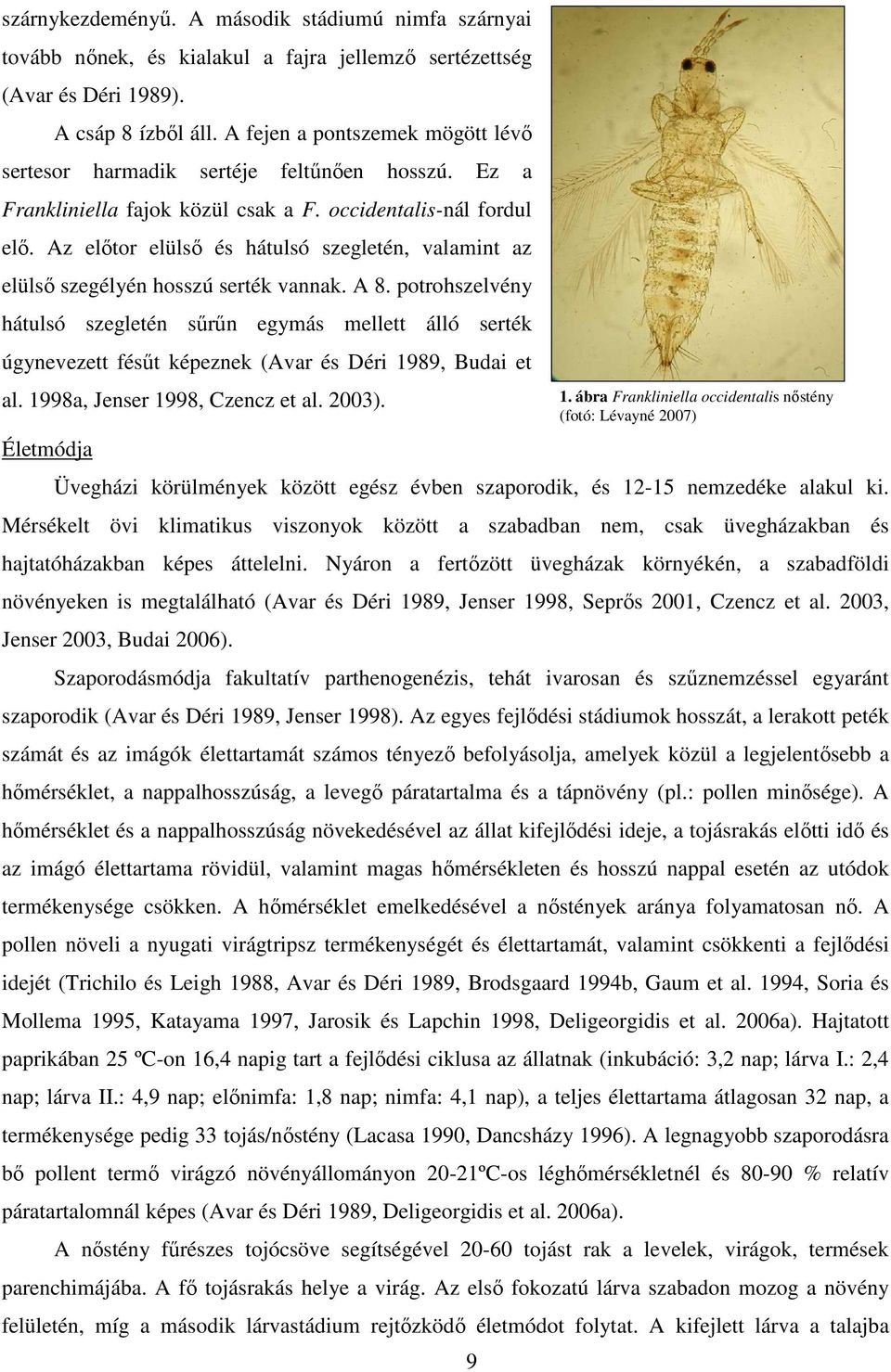 Az elıtor elülsı és hátulsó szegletén, valamint az elülsı szegélyén hosszú serték vannak. A 8.