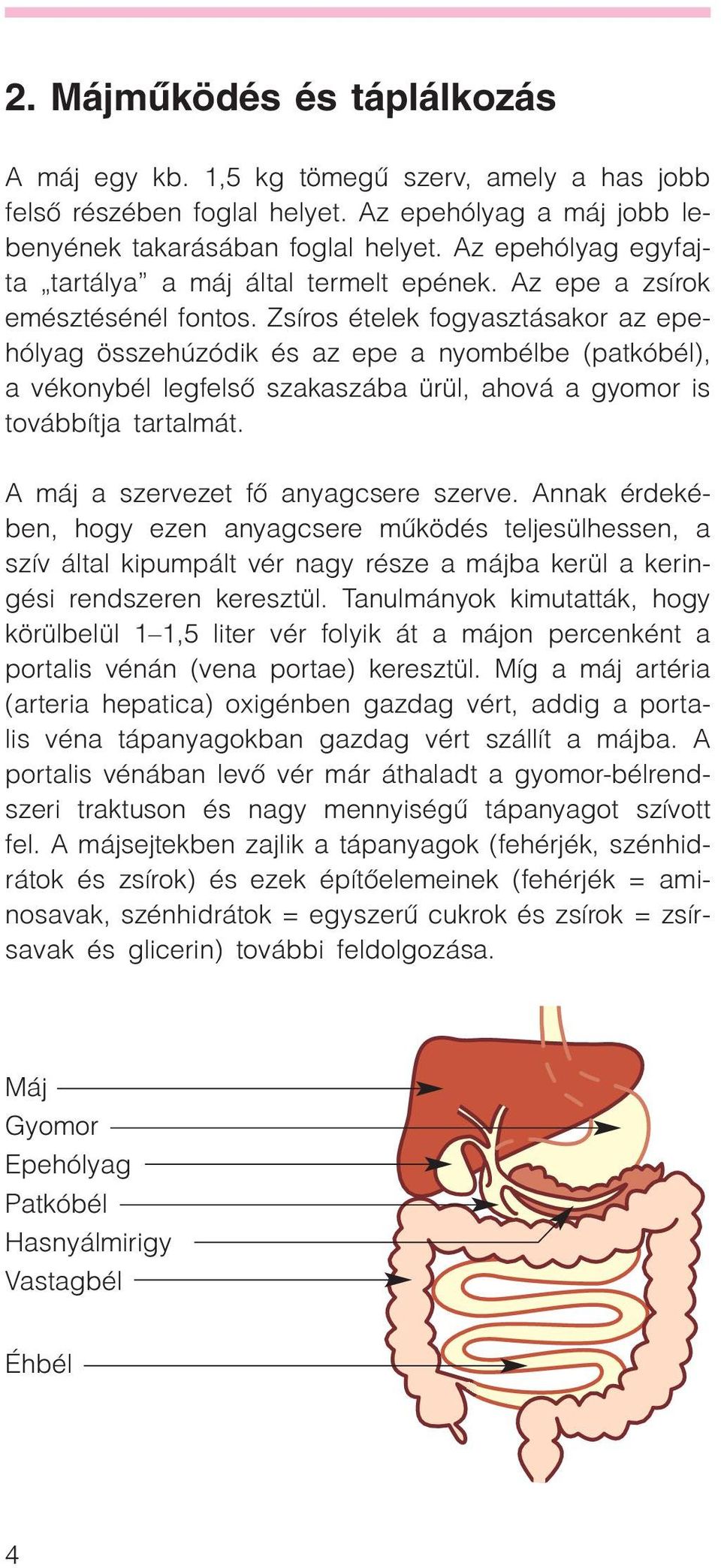 Zsíros ételek fogyasztásakor az epehólyag összehúzódik és az epe a nyombélbe (patkóbél), a vékonybél legfelsõ szakaszába ürül, ahová a gyomor is továbbítja tartalmát.