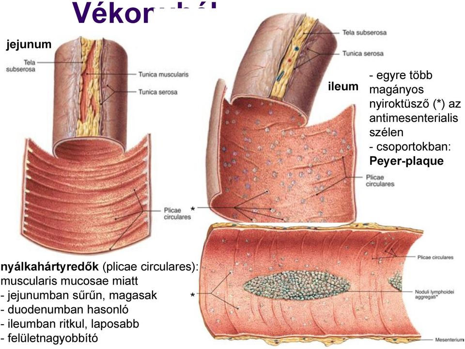 nyálkahártyredők (plicae circulares): muscularis mucosae miatt - jejunumban