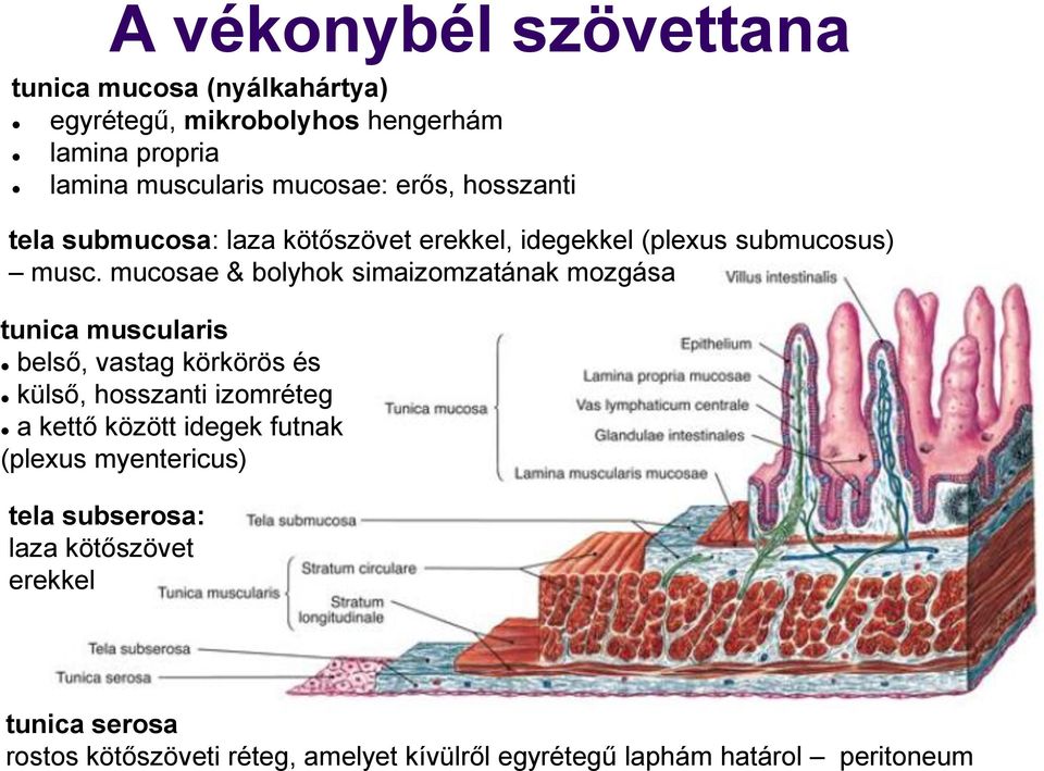 mucosae & bolyhok simaizomzatának mozgása tunica muscularis belső, vastag körkörös és külső, hosszanti izomréteg a kettő között