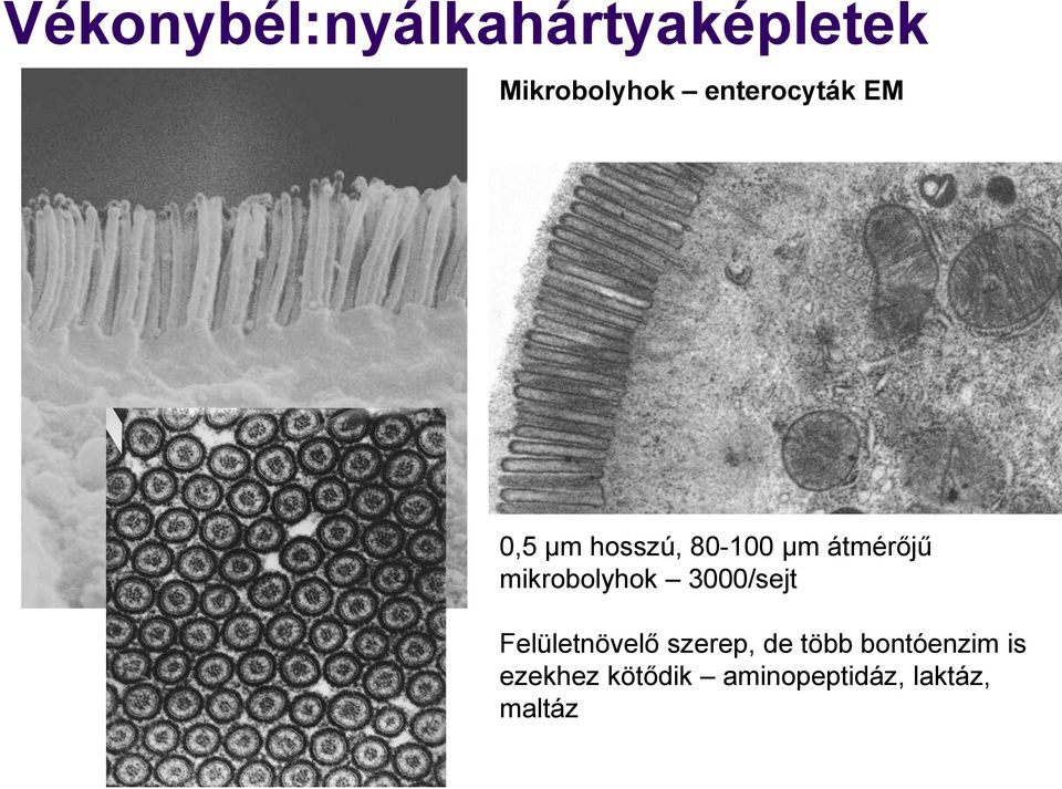 mikrobolyhok 3000/sejt Felületnövelő szerep, de