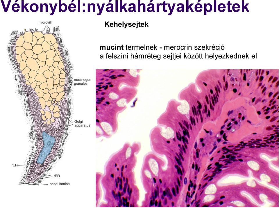 merocrin szekréció a felszíni
