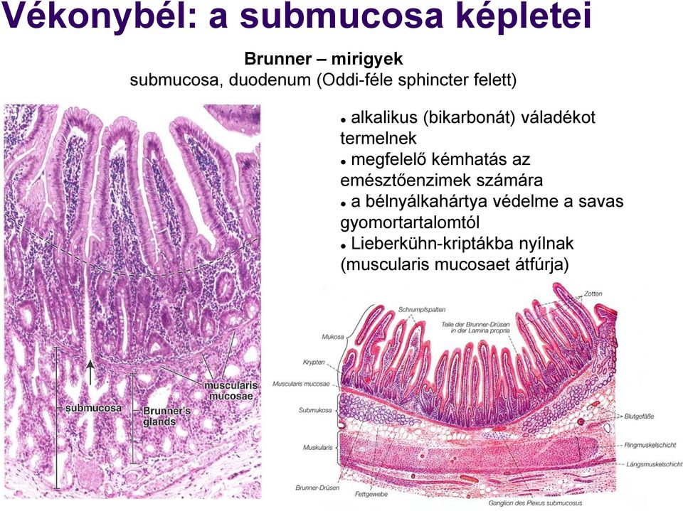 megfelelő kémhatás az emésztőenzimek számára a bélnyálkahártya védelme a