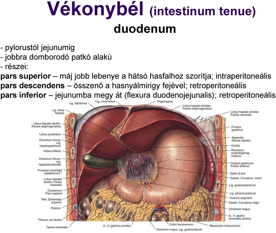 intraperitoneális pars descendens összenő a hasnyálmirigy fejével;