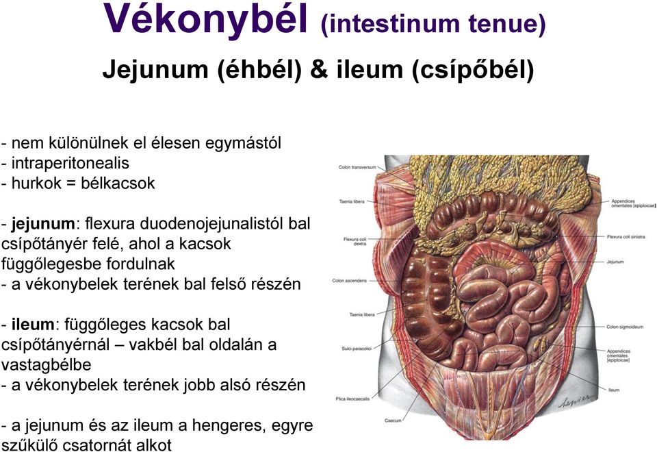 függőlegesbe fordulnak - a vékonybelek terének bal felső részén - ileum: függőleges kacsok bal csípőtányérnál vakbél