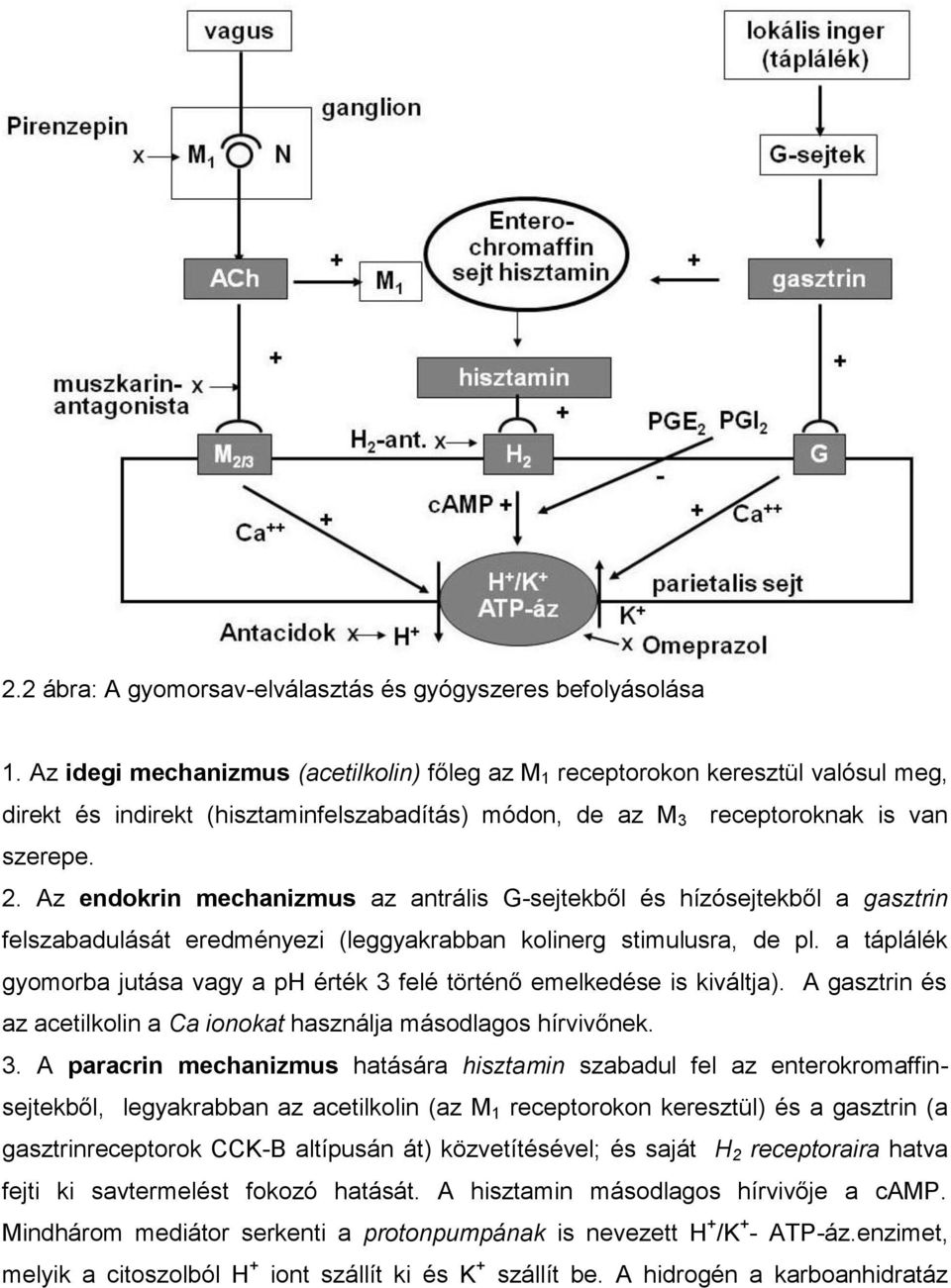 Az endokrin mechanizmus az antrális G-sejtekből és hízósejtekből a gasztrin felszabadulását eredményezi (leggyakrabban kolinerg stimulusra, de pl.