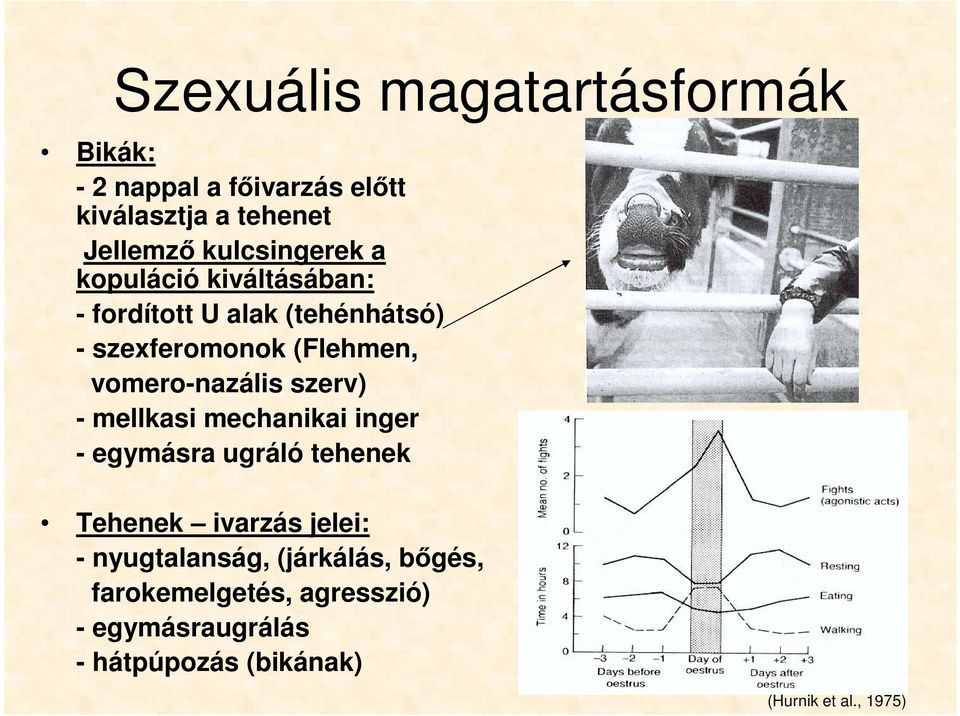 vomero-nazális szerv) - mellkasi mechanikai inger - egymásra ugráló tehenek Tehenek ivarzás jelei: -