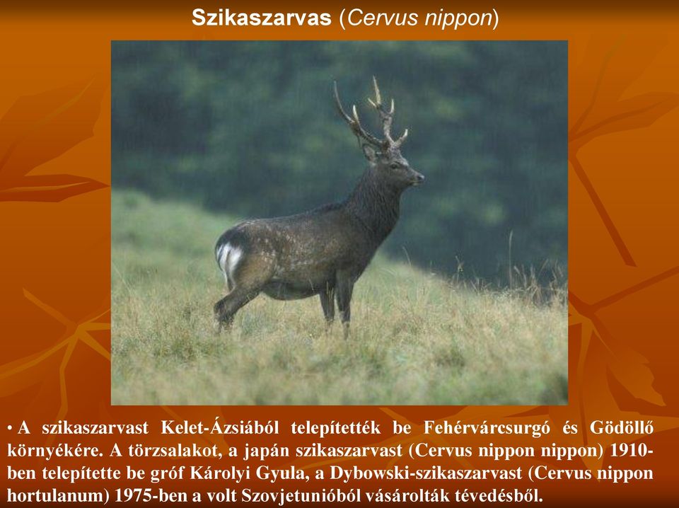 A törzsalakot, a japán szikaszarvast (Cervus nippon nippon) 1910- ben