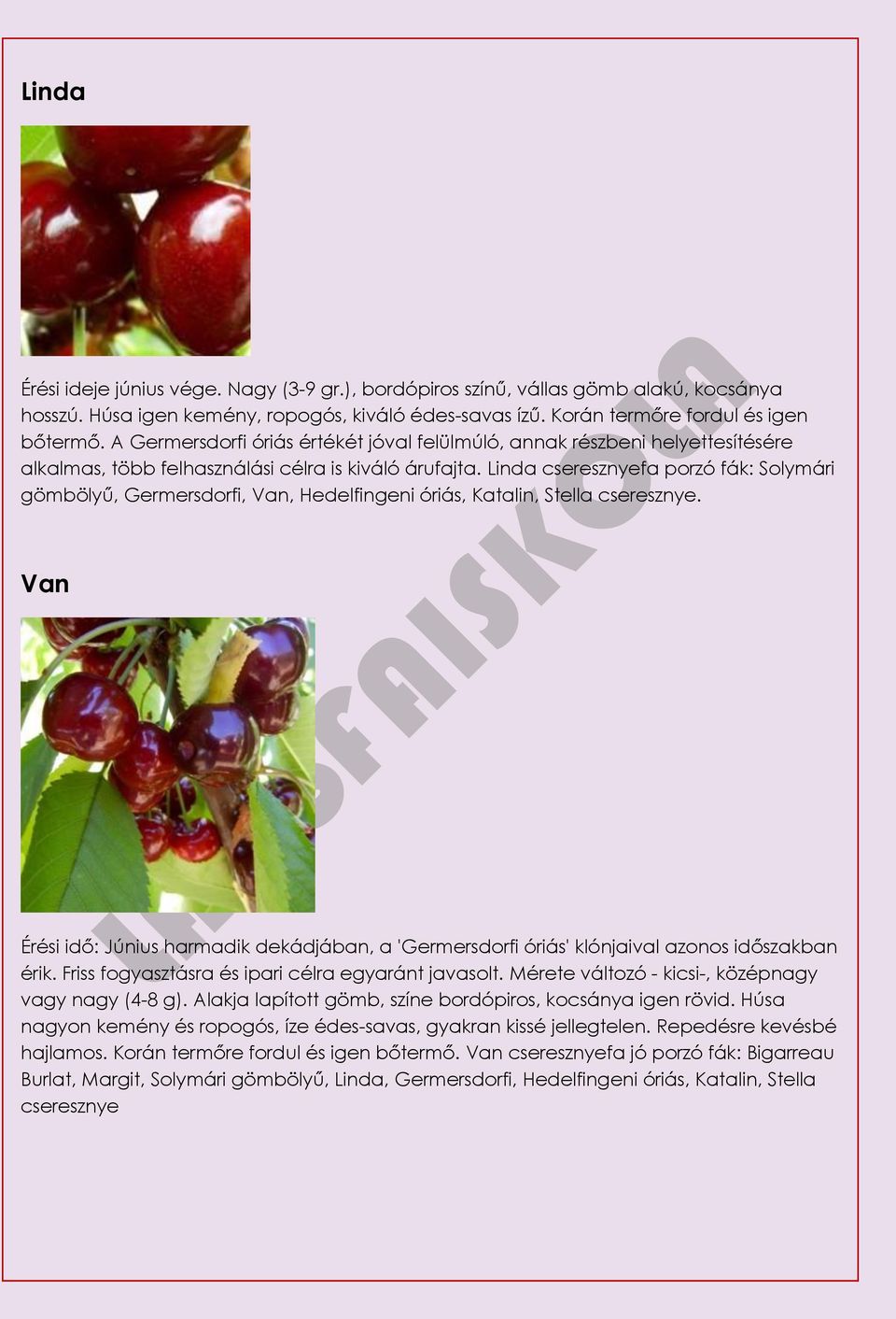 Linda cseresznyefa porzó fák: Solymári gömbölyű, Germersdorfi, Van, Hedelfingeni óriás, Katalin, Stella cseresznye.