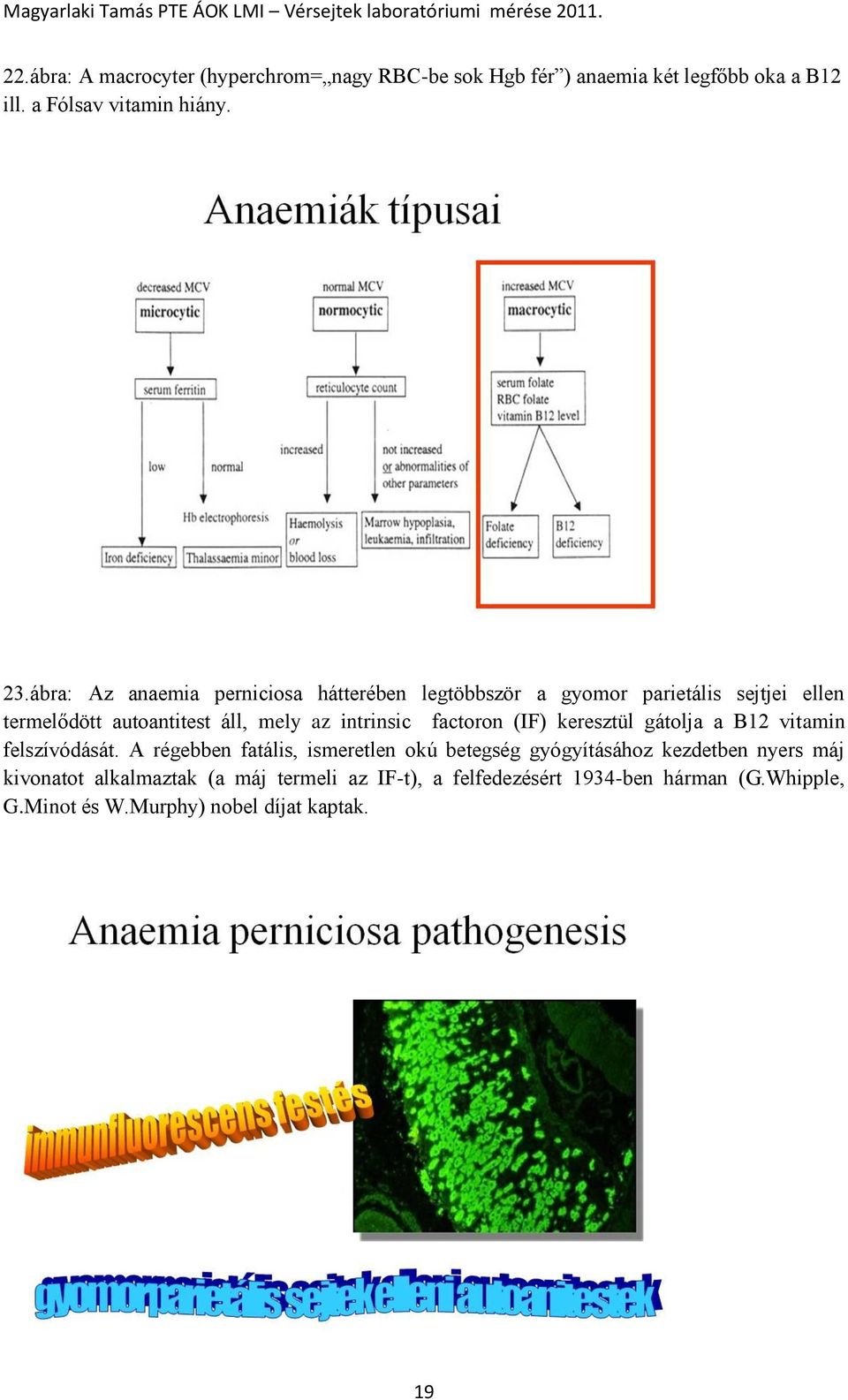 factoron (IF) keresztül gátolja a B12 vitamin felszívódását.